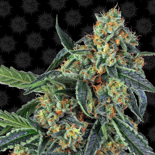 Barney's Farm Cookies Kush