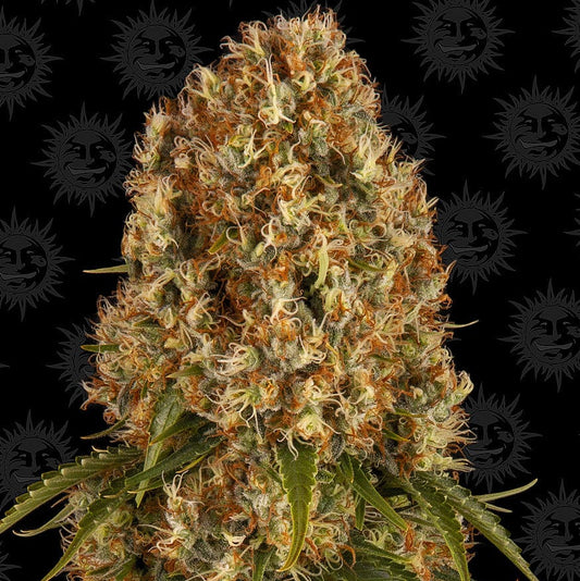 Barney's Farm Orange Sherbert