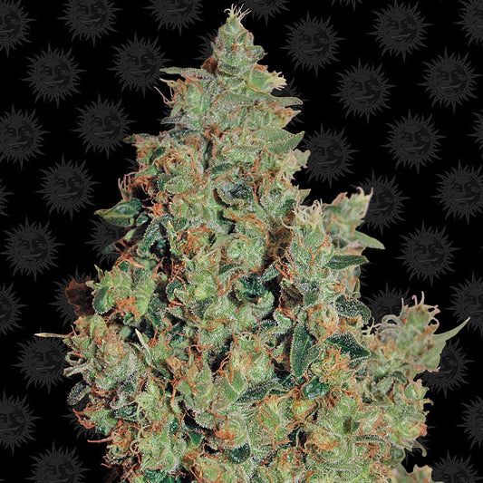 Barney's Farm Tangerine Dream