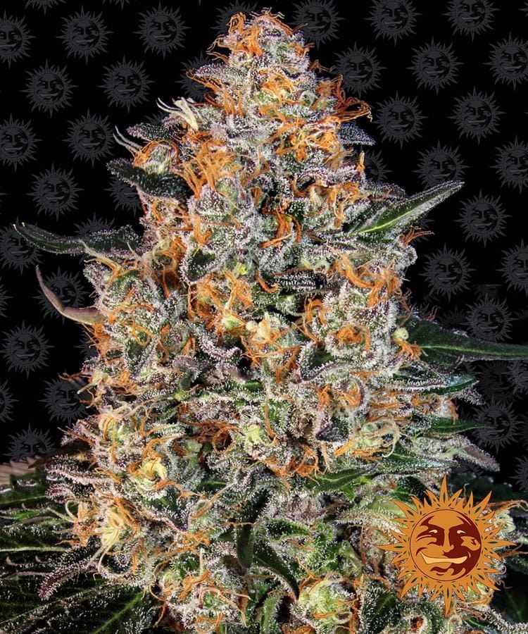 Barney's Farm Bubba Kush