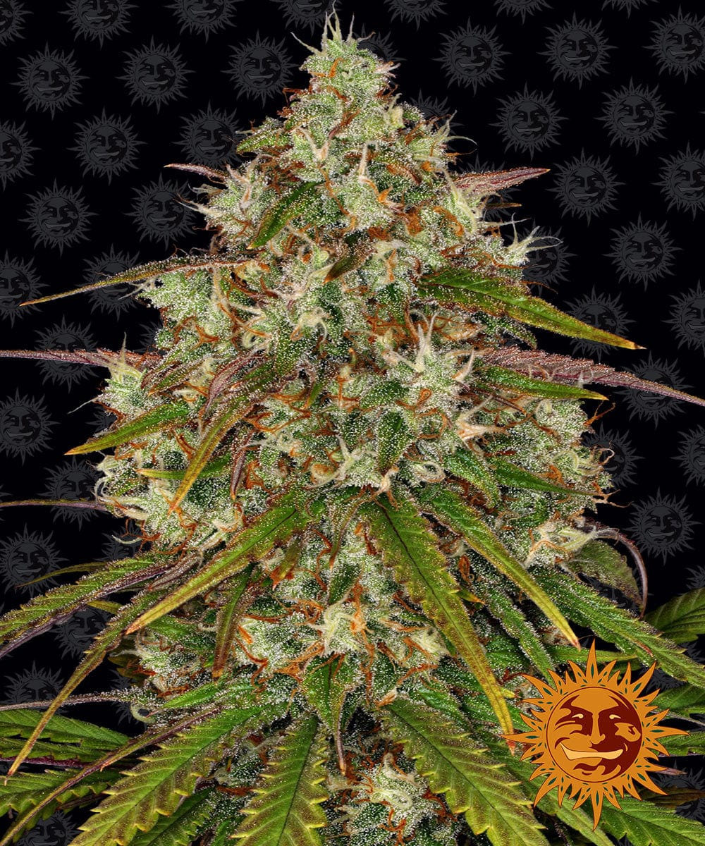 Barney's Farm Liberty Haze