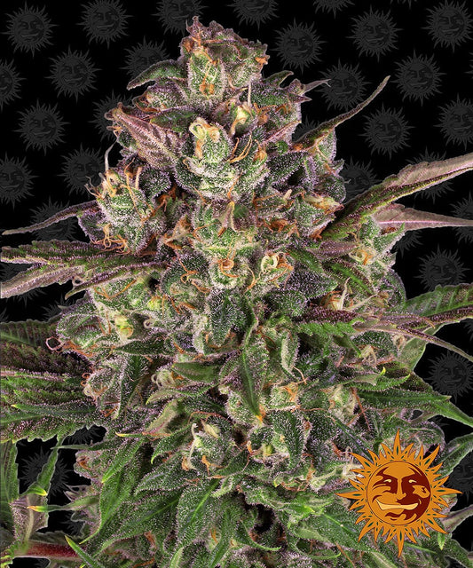 Barney's Farm Peyote Critical