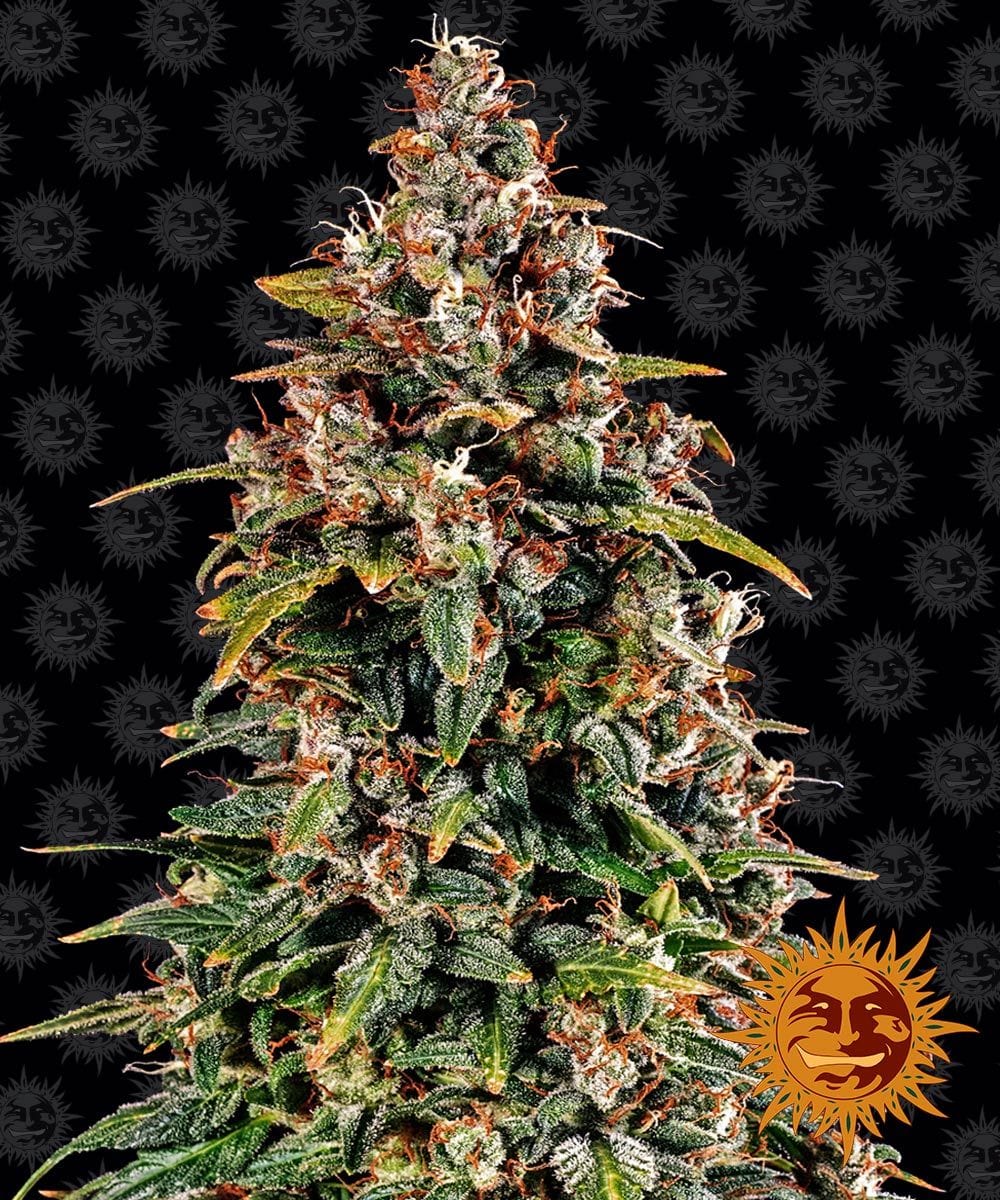Barney's Farm Watermelon Zkittlez Auto