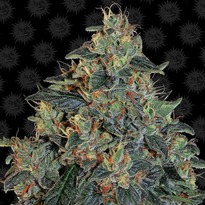 Barney's Farm Blueberry OG