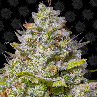 Barney's Farm Blue Gelato 41