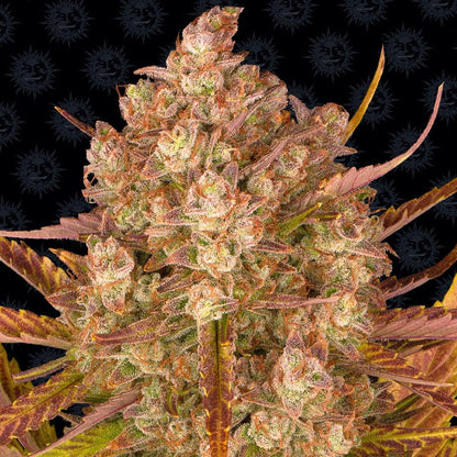 Barney's Farm Dos Si Dos Auto