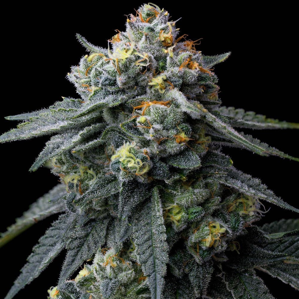 Jeaulousy Barney's Farm