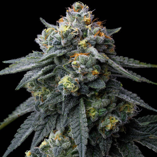 Jeaulousy Barney's Farm