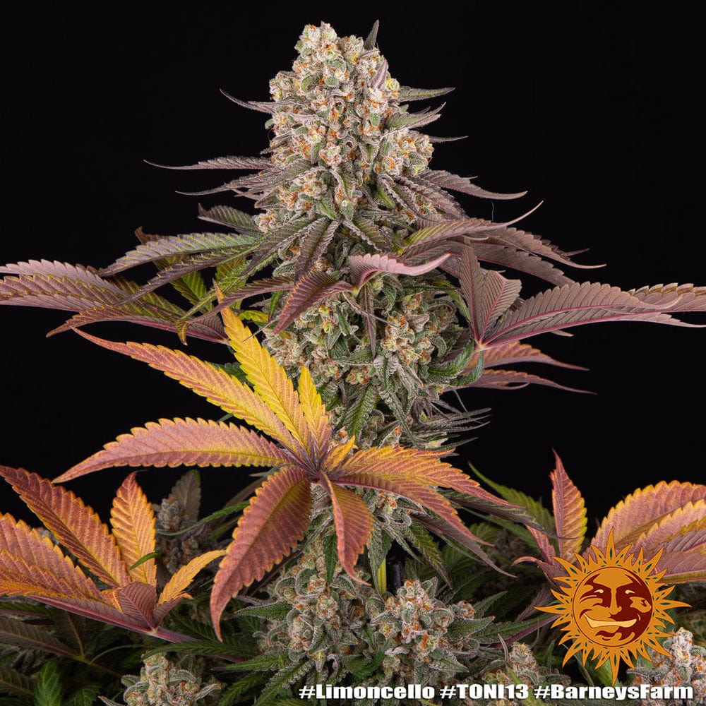 Limoncello Barney's Farm