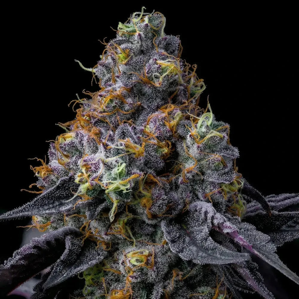 Rainbow Sherbet Barney's Farm