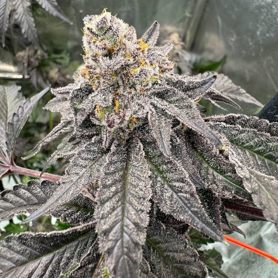 Fast Buds Gary Sherbet FEM