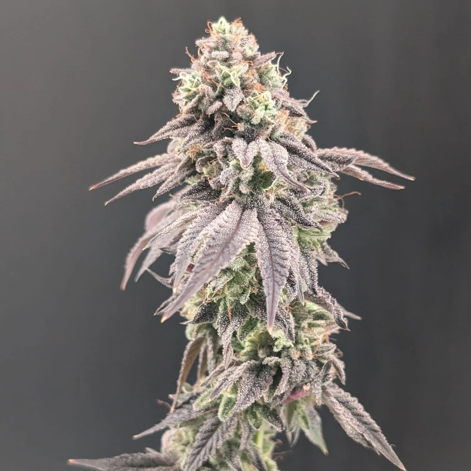 Fast Buds Garlic Mint Sherbet