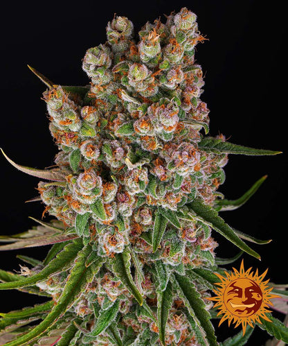 Barney's Farm GMO Auto