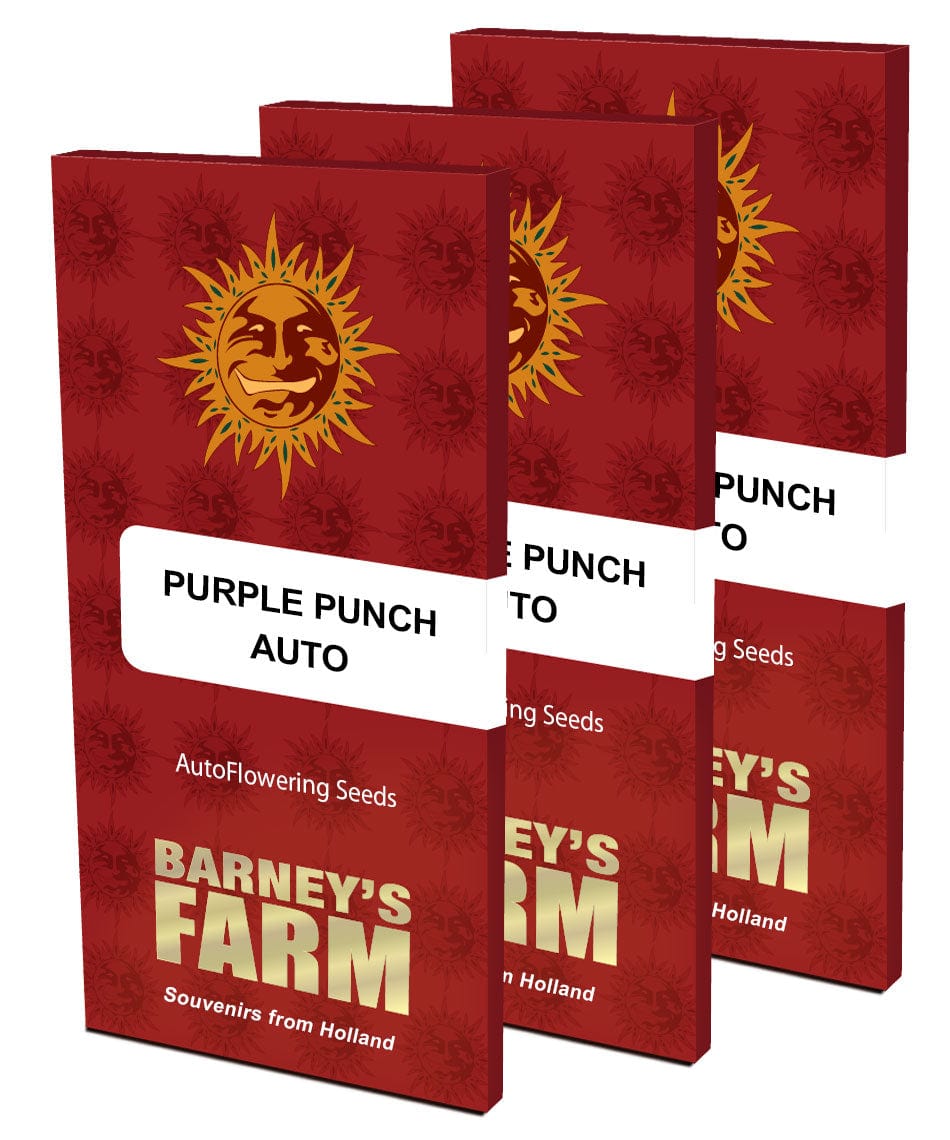 Barney's Farm Purple Punch Auto